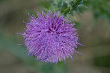 Blooming thorn close-up in the park