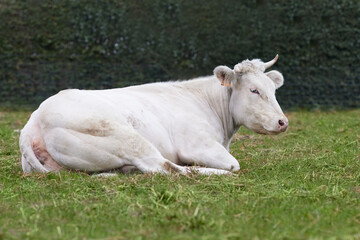 Naklejka na ściany i meble White cow lays on meadow