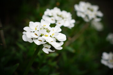Alyssum, weißes Steinkraut