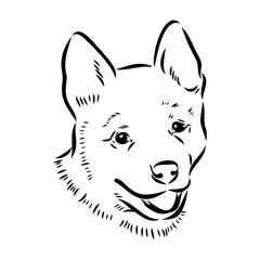 Decorative portrait of standing in profile Australian Cattle Dog, vector isolated illustration in black color on white background