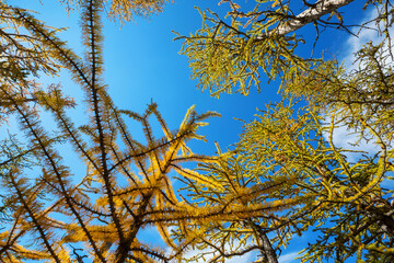 Larch