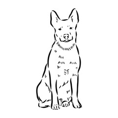 Decorative portrait of standing in profile Australian Cattle Dog, vector isolated illustration in black color on white background