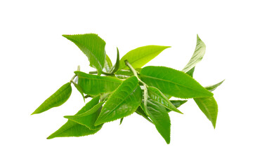 Fresh green tea leaf on   transparent png