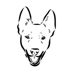 Decorative portrait of standing in profile Australian Cattle Dog, vector isolated illustration in black color on white background