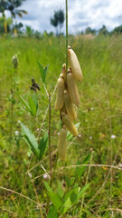 Short-lived perennial herb called smooth crotalaria (Crotalaria pallida). Selective focus image