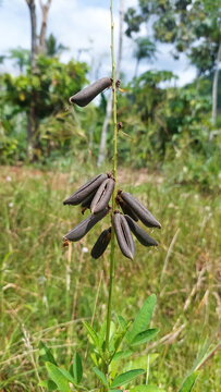 Short-lived perennial herb called smooth crotalaria (Crotalaria pallida). Selective focus image