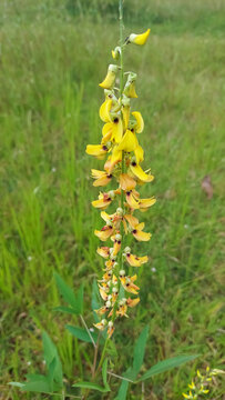 Short-lived perennial herb called smooth crotalaria (Crotalaria pallida). Selective focus image
