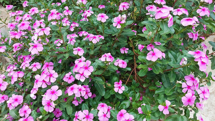 Fototapeta premium Catharanthus roseus a herbal plant known as Madagascar periwinkle or annual vinca