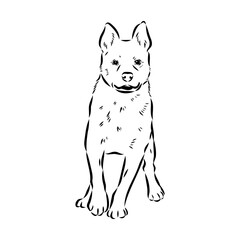 Decorative portrait of standing in profile Australian Cattle Dog, vector isolated illustration in black color on white background