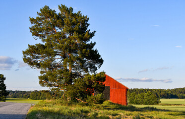 Red hay barn and old pine tree in the field