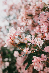 Beautiful pink oleander flowers on a summer street.