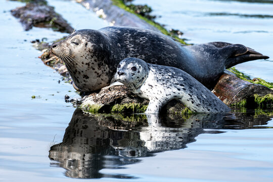 Harbor seal mother and her pup on the Kitsap Peninsula in Puget Sound near Seattle