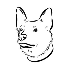 Decorative portrait of standing in profile Australian Cattle Dog, vector isolated illustration in black color on white background