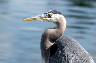 Closeup portrait of a great Blue Heron in Puget Sound near Seattle