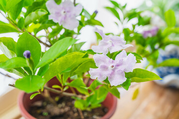 鉢植えのニオイバンマツリ