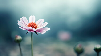 Beautiful pink chrysanthemum flower on the blurred background