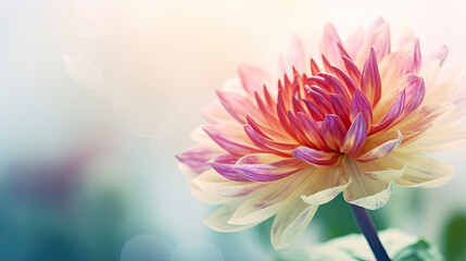 Colorful dahlia flower in the garden with soft focus.