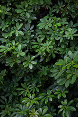 Dwarf umbrella-tree (Schefflera arboricola) with dark green leaves and has a shape that spreads out on the sides, popular for indoor and outdoor gardening
