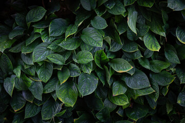 The background image of a dark green monstera leaf planted in shade or low light gives a natural and relaxing feeling.