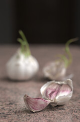 head of garlic with green sprouts
