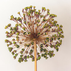 Dried decorative garlic on a light background - obrazy, fototapety, plakaty