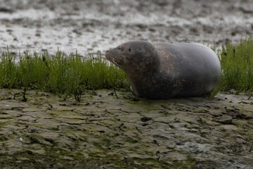 Fototapeta premium Harbour seals in the wild, Cork, Ireland