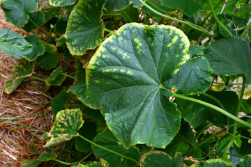 Cucumber leaves with a yellow edge. the imbalance of micro-elements and macro-elements. Problems with growing amateur organic cucumbers. Selective focus. chlorosis. improper watering