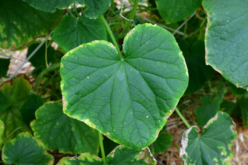 Cucumber leaves with a yellow edge. the imbalance of micro-elements and macro-elements. Problems with growing amateur organic cucumbers. Selective focus. chlorosis. improper watering