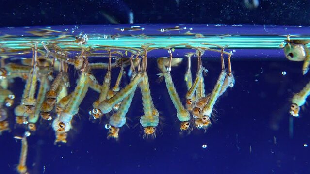 Culex pipiens (the common house mosquito or northern house mosquito)