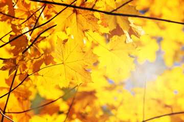 Naklejka na ściany i meble Maple branch with yellow autumn leaves on a blurred background in sunny weather