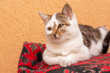 A white spotted cat lies in a room on a speckled carpet