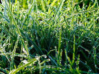 grass with dew drops
