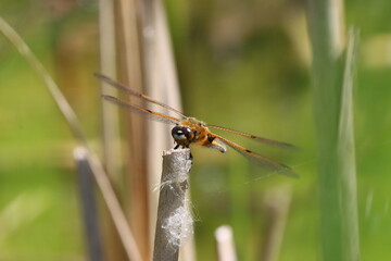 Portrait of a Four Spotted Skimmer Dragonfly in a nature reserve in County Durham, England, UK.