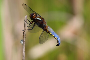 Male broad Boddied Chaser Dragonfly holding onto a reed , County Durham, England, UK.