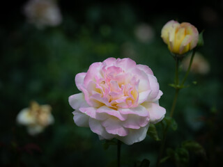pink and white rose