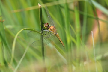 Ruddy Darter Dragonfly amogst the grasses near a River, County Durham, England, UK.