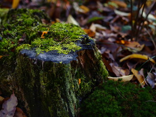 moss in the forest