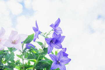 涼やかに咲くキキョウ