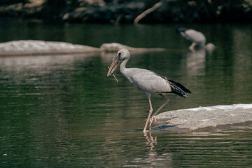 asian openbill