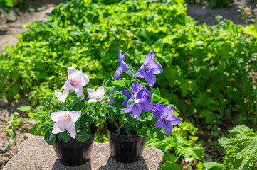 ガーデニング　桔梗の苗