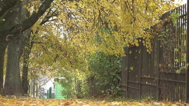 Beautiful natural video of the Godod road among trees and falling yellow leaves, autumn mood in the city. Fall seasonal walks in the park in October, November.