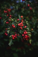 Hawthorn shrub with saturated  ripe red berries. Berries harvest closeup (on branch). Traditional medicine ingredients planting at home. Gathering berries in the forest. Beautiful nature of Ukraine