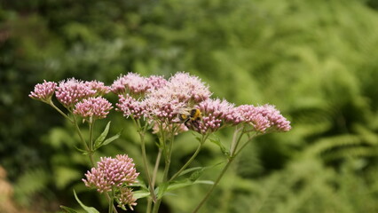 Hummel auf einer Blüte