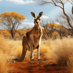 Schilderijen op glas Wildlife a full body photography of kangaroo in the savanna © omachucam