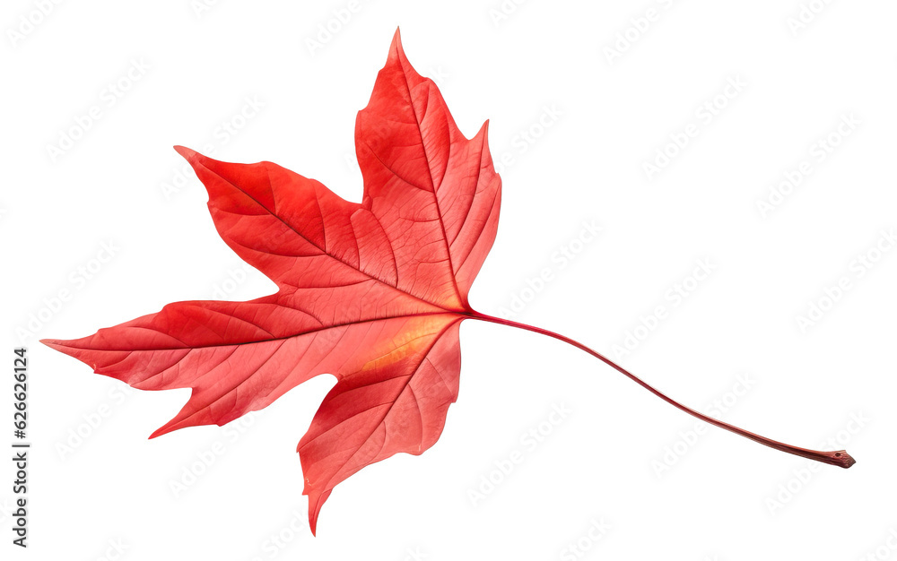 Canvas Prints vibrant red maple tree autumn leaf cut out