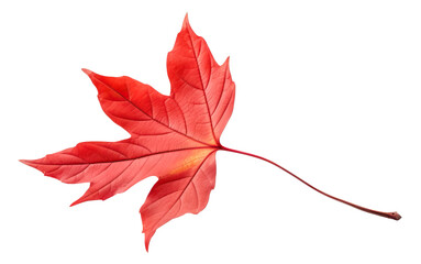 Vibrant red maple tree autumn leaf cut out