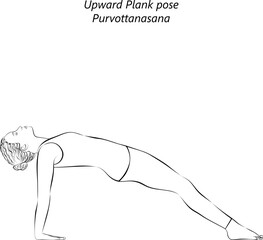 Sketch of young woman practicing yoga, doing Upward Plank or Reverse Plank. Inclined Plane pose. Purvottanasana. Arm Leg Support and Backbend. Beginner. Isolated vector illustration.