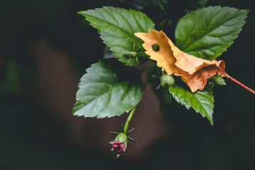 Beautiful Red Hibiscus flower and blurred background