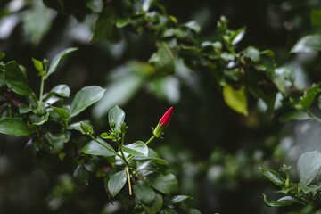 Beautiful Red Hibiscus flower and blurred background