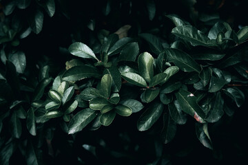 Dark green Firethorn plant leaves